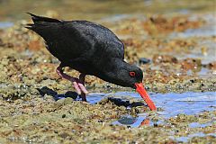 Variable Oystercatcher